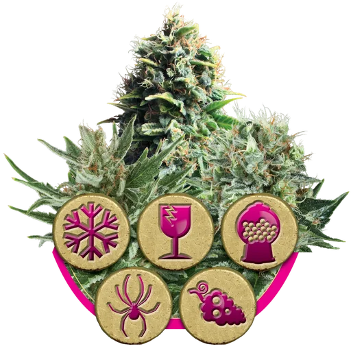 Feminized Mix