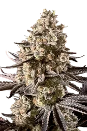 Fire DOG Auto