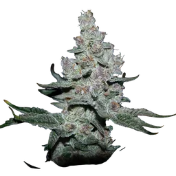 Fire n Ice
