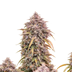 3 Bears OG Auto