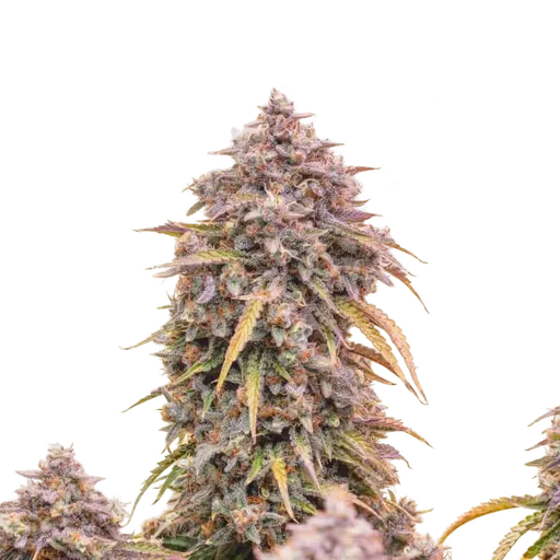 3 Bears OG Auto