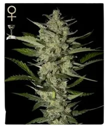 Flowerbomb Kush