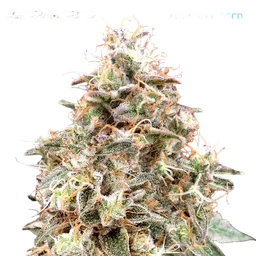 Forbidden Fruit Auto