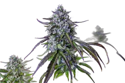 3Wok OG Auto