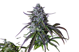 3Wok OG Auto