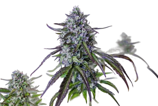 3Wok OG Auto