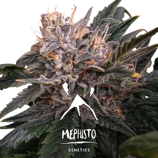 Forgotten Cookies Auto