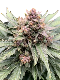 Forgotten Strawberries Auto