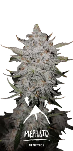 Forum Stomper Auto