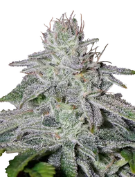Francos Lemon Cheese