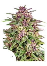 Frisian Dew