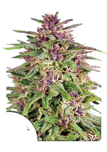 Frisian Dew