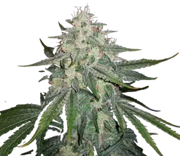 4 Assed Monkey Auto
