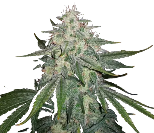 4 Assed Monkey Auto
