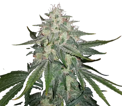 4 Assed Monkey Auto