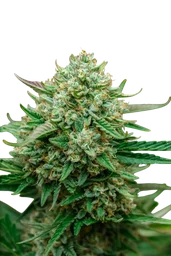 Froot by the Foot Auto