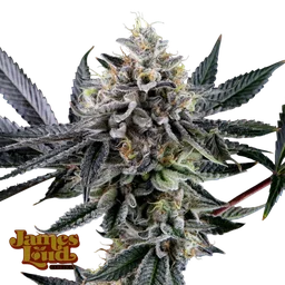 Frosted Biscotti Auto