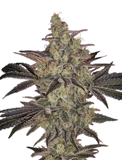 Frosted Guava Auto