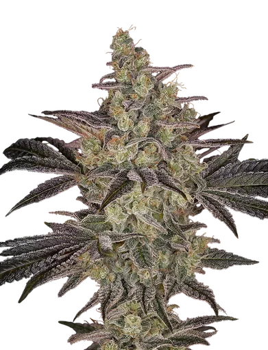Frosted Guava Auto