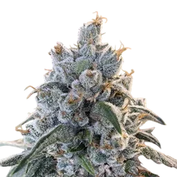 Frosted Guava Auto