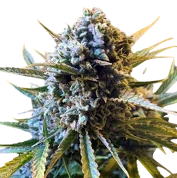 Frosted Watermelon Auto