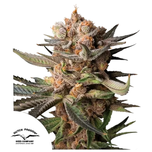 Frozen Biscotti Auto
