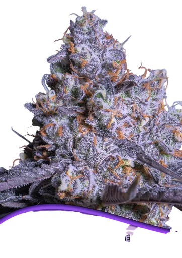 Frozen Black Cherry Auto