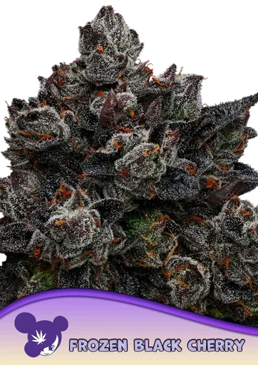 Frozen Black Cherry