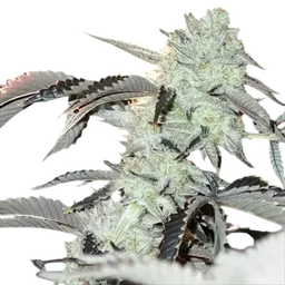 Frozen Gelato