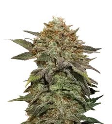 Fruit Cake