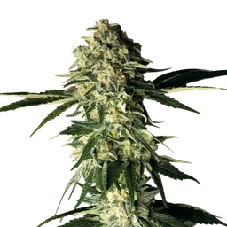 Fuel D.OG
