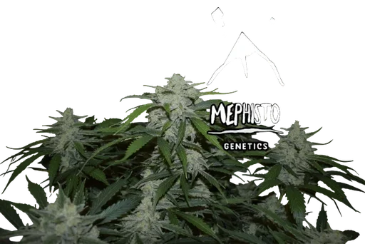Fugue State Auto