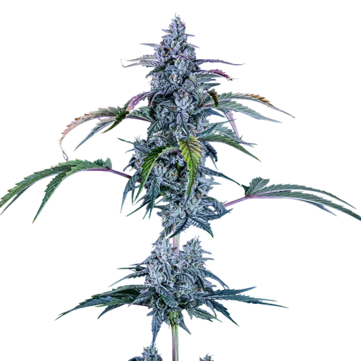 Fugue State Auto