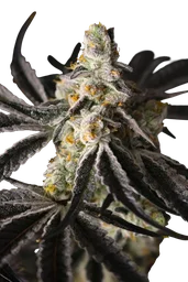 Funky Fuego