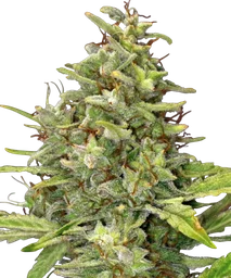 G13 Haze