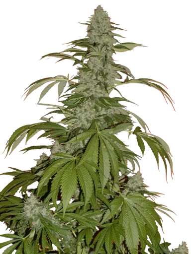 G13 Widow