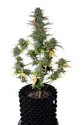 G14 Auto