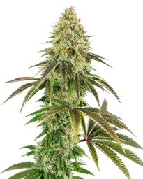 818 Headband Aka Sour OG