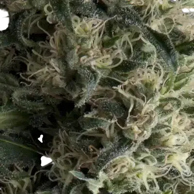 Galaxy Auto