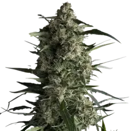 Galaxy CBD
