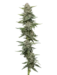 Garlic Budder