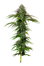 Garlic Budder Auto