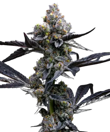 Garlic Cookies