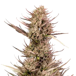 Garlic Muffin F1 Auto