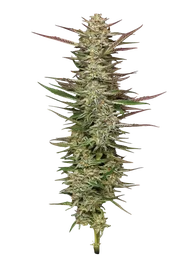Gazzurple