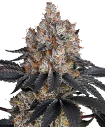 Gelato
