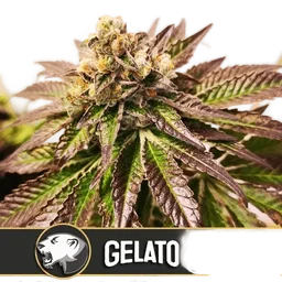 Gelato