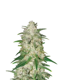 Gelato Auto