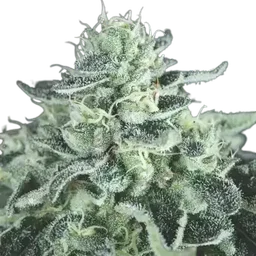 Gelato
