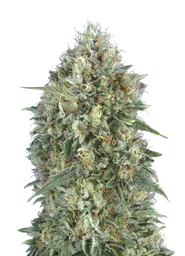 Gelato #33 Auto